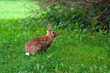 Brown hare in grass on meadow