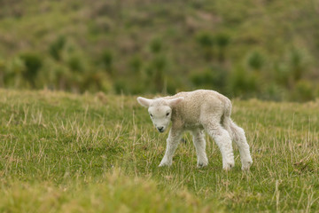 Obraz premium curious newborn lamb