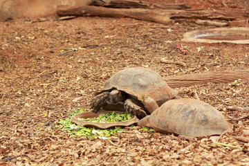 Crawling tortoise in the nature