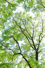 青葉を茂らす木