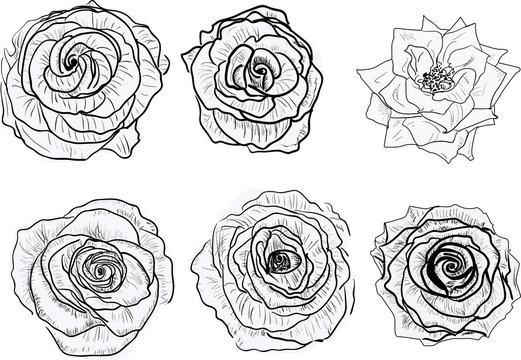 isolated six black and white rose blooms sketches