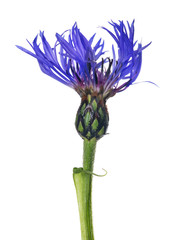 large blue cornflower isolated on white