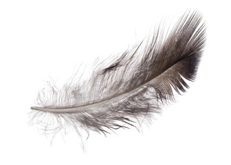 single feather dark grey color