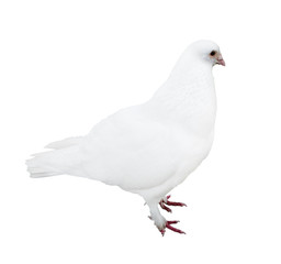 standing isolated white pigeon