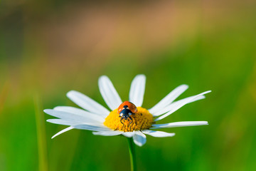 ladybug sits on a beautiful daisy in a field