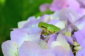アジサイの花に蛙