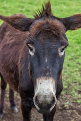 Domestic donkey portrait at the farm