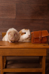 Obraz premium deux cobayes sur un bureau d'écolier