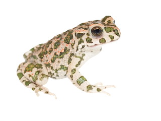 Young european green toad isolated on white,  (Bufo viridis)