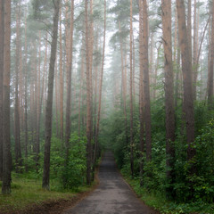 Fototapeta premium trees in the forest in misty day
