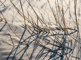 shadows from grass on the beach