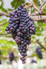 Grapes