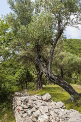 Stone wall and olive tree