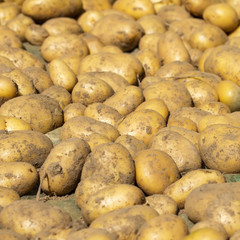 Group of fresh potato