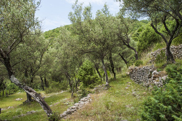 Fototapeta premium Olive tree plantation in Montenegro