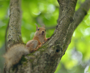 Squirrel on tree