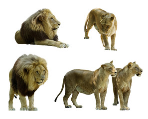 Set of  lions