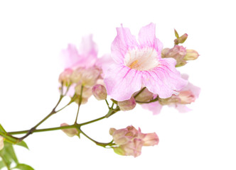 Fototapeta na wymiar pink tekoma flowers