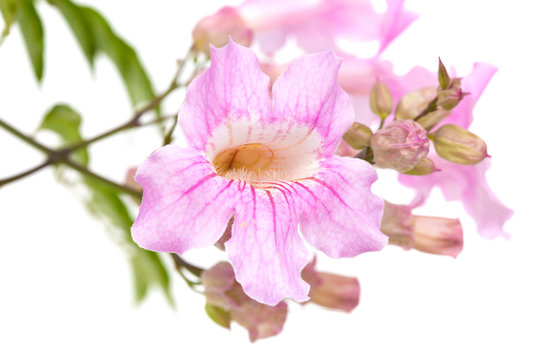 pink tekoma flowers