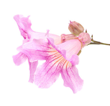 pink tekoma flowers