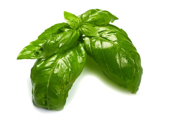 Fresh basil leaves in closeup