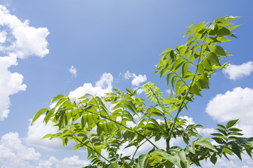 青空をバックにタラノキの葉