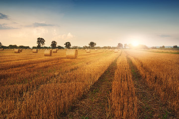 Bales on the field