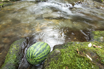 沢で冷やしているスイカ