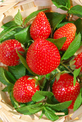 Fragole Menta