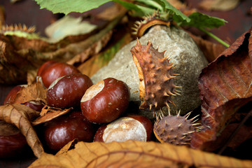 chestnut
