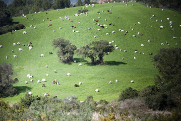 Goats grazing near two big oak trees