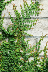 Green Creeper Plant on the Wall