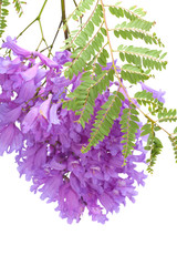 Jacaranda flowers isolated