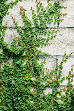 Green Creeper Plant on the Wall © modify260