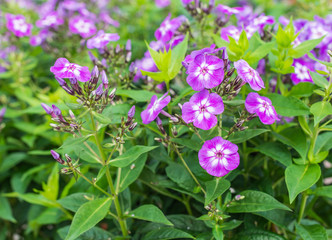 White eyed purple blooming Perennial Phlox from close