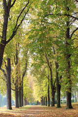 Naklejka premium Herbst