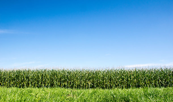 Maisfeld und blauer Himmel