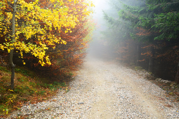 Autumn forest landscape