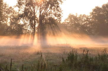 misty sunrise over summer meadow