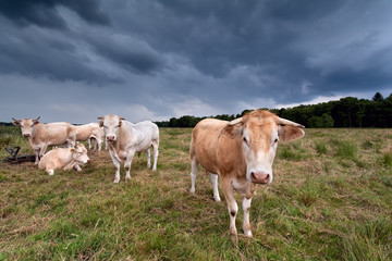 Naklejka na ściany i meble few cows on pasture over dark sky