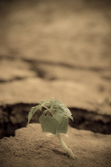dry