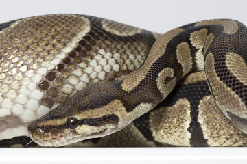 Königspython im Studio