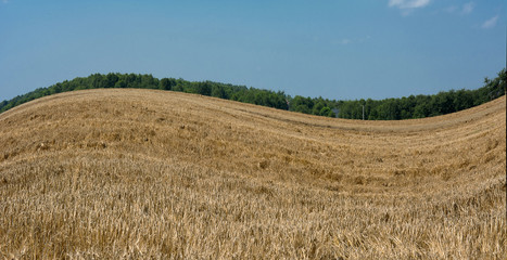 Zboże
