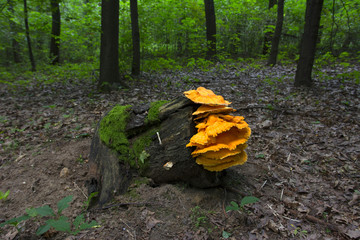 Huba © Zbyszek Nowak