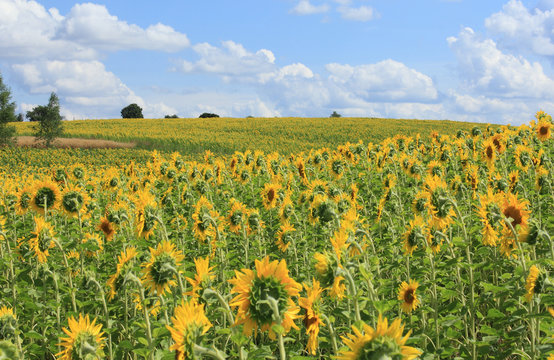 big sunflower close up shot