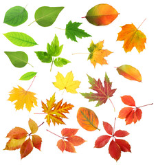 Obraz premium Collage of different leaves isolated on white