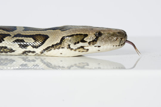 Tigerpython im Studio