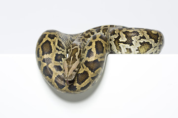 Tigerpython im Studio