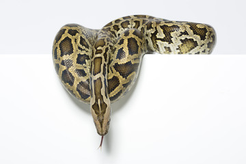 Tigerpython im Studio