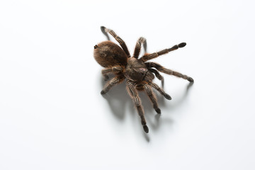 Vogelspinne